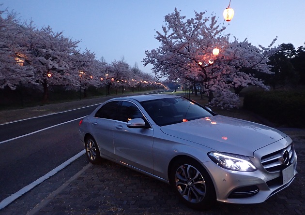 深山公園 夜桜