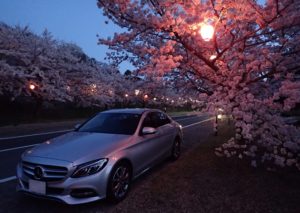 深山公園 夜桜