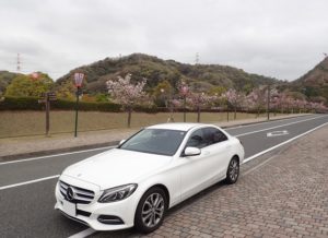 深山公園 桜 散る