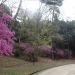 深山公園 ツツジ 開花