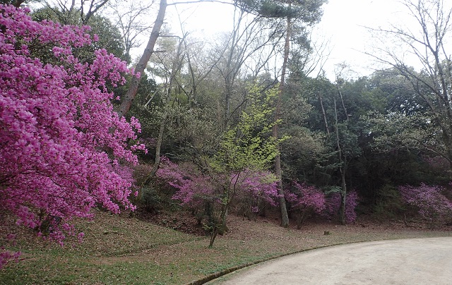 深山公園 ツツジ 開花