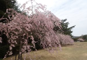 深山公園 ツツジ ランニング