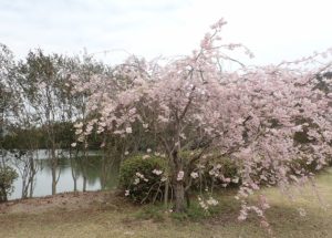 深山公園 ツツジ ランニング