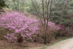 深山公園 ツツジ 開花