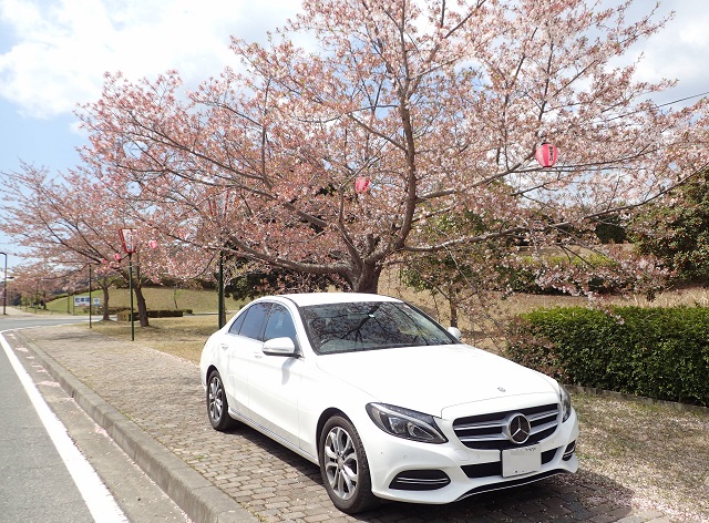 深山公園 桜まつり