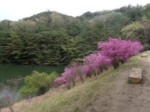 深山公園 ツツジ 満開