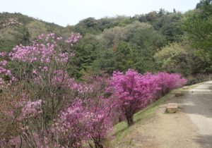 深山公園 ツツジ 満開