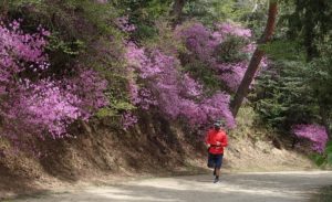 深山公園 ツツジ 満開