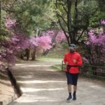 深山公園 ツツジ 満開