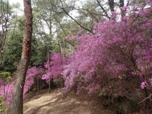 深山公園 ツツジ 満開