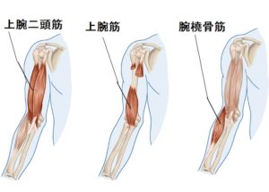肘内側 痛み 腕橈骨筋・上腕筋 ブログ