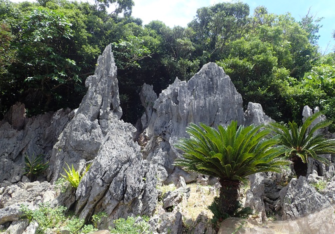 大石林山 石林の壁