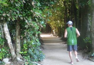 備瀬フクギ並木　早朝　ブログ