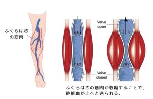 ふくらはぎ 第二の心臓 ランニング