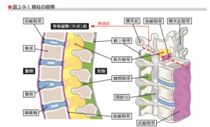 朝イチ 腰痛 解消法 起床時 腰痛