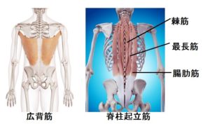 脊柱起立筋マッサージ ランニング