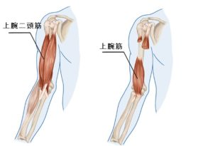 肘の痛み、肘窩 痛み 解消法 改善法