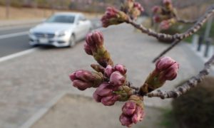 倉敷国際トライアスロン