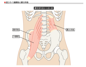 腸腰筋　ちょうようきん