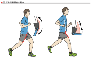 腸腰筋　ちょうようきん