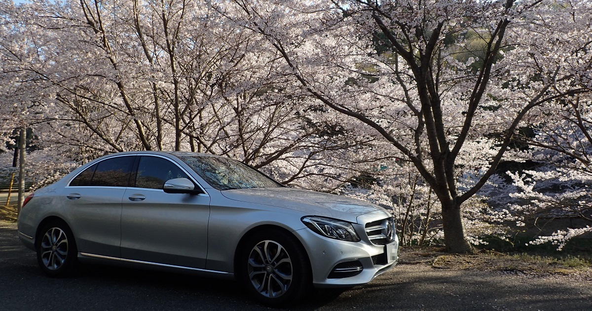 深山公園　桜