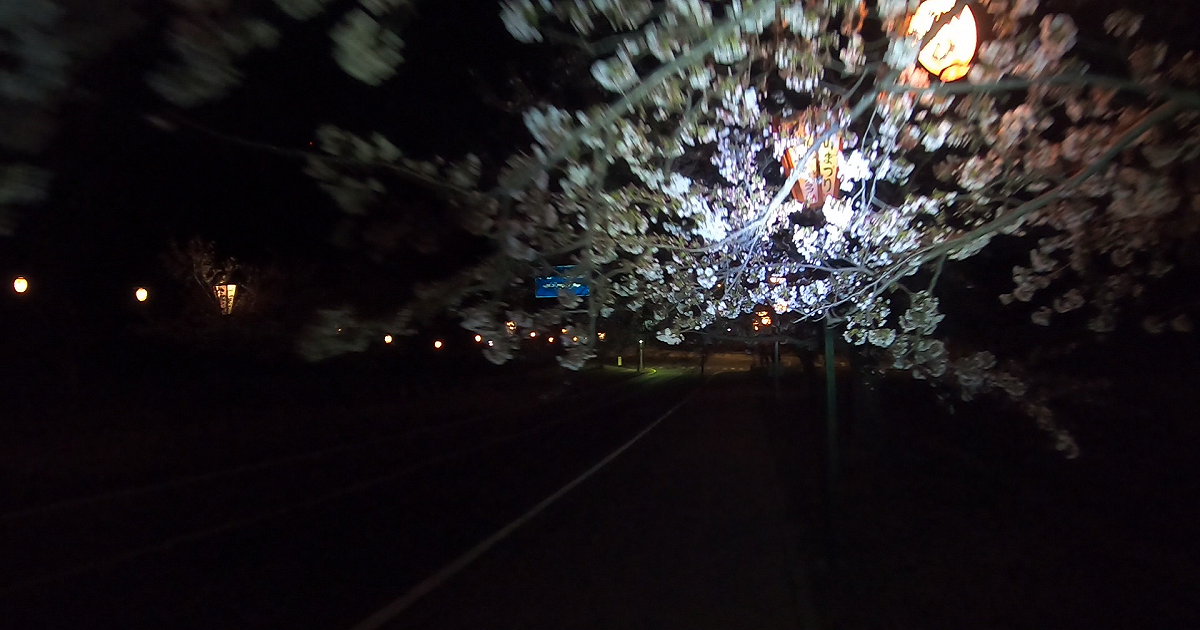 深山公園　桜