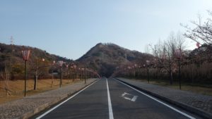 深山公園　桜