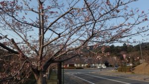 深山公園　桜