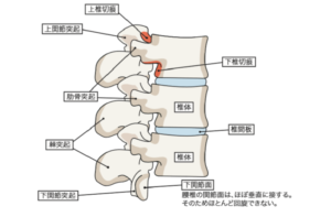 腰痛と股関節の柔軟性の関係