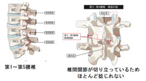 腰痛と股関節の柔軟性の関係