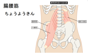 腸腰筋が固いと腰痛になりやすい