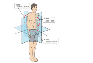 解剖学的肢位