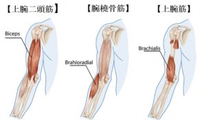 肘内側の痛み