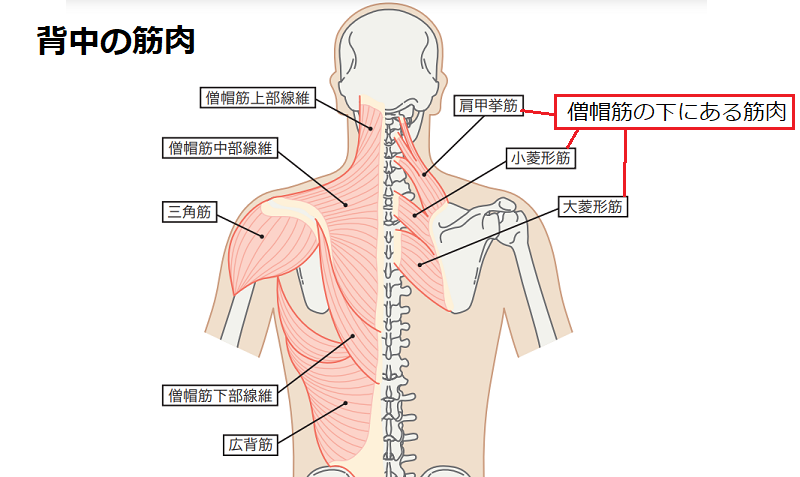 逆ストレッチ　僧帽筋