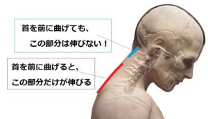 頸椎の動き　#逆ストレッチ